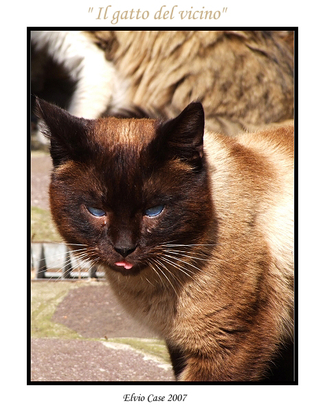 Il gatto del vicino