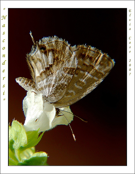 Giochiamo a nascondino?