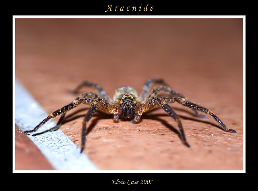 Aracnide 03