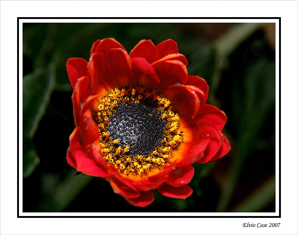 Margherita che si schiude