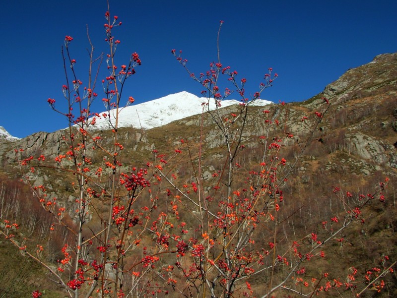 sorbo montano,un classico d'autunno!