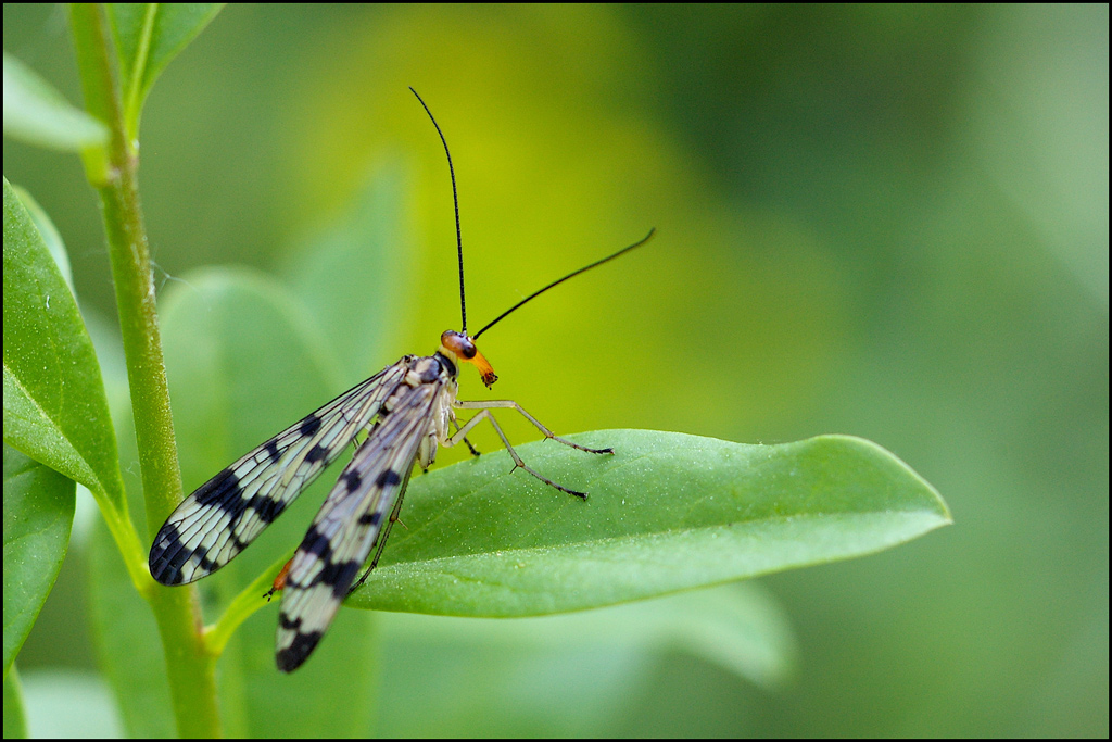 Panorpina in camera verde