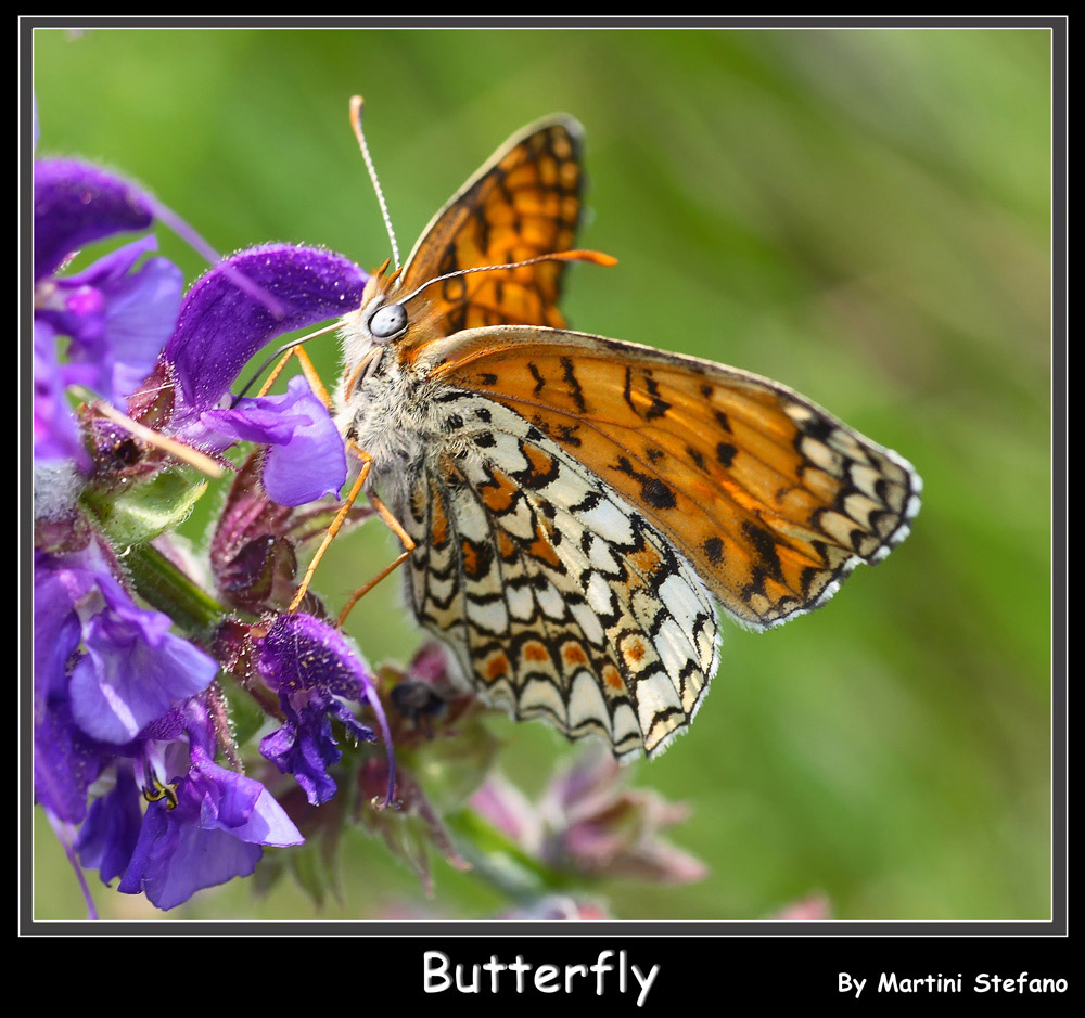 butterfly