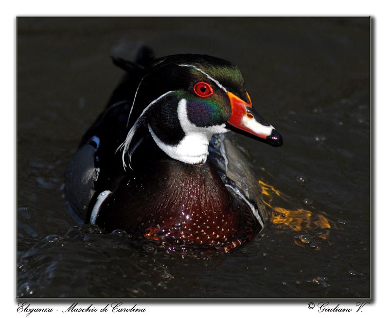 Eleganza - Maschio di Carolina