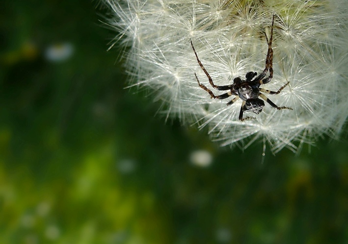 Primo ragno sulla luna