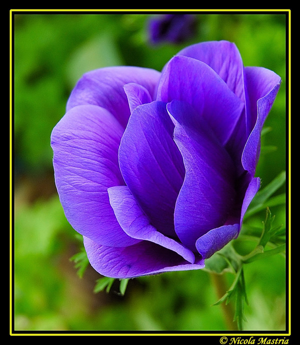 delicatezza floreale