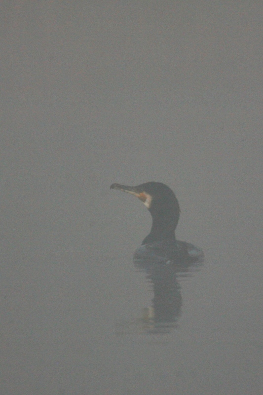 Cormorano nella nebbia
