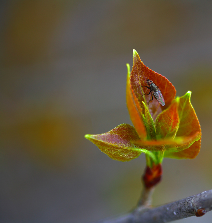 Chi � fuori � fuori chi � sotto � sotto...
