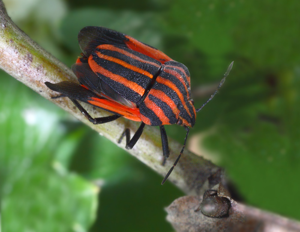 Le "Cimici" di Berlusconi !!!