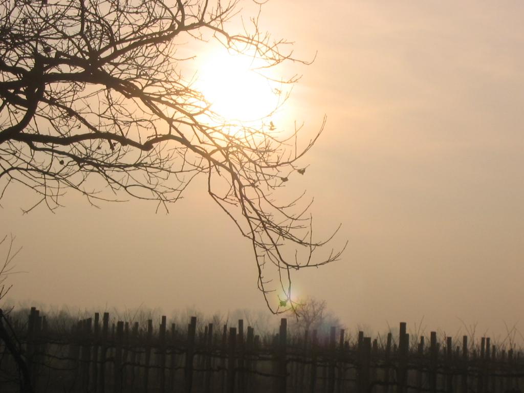 Tramonto fra le fronde