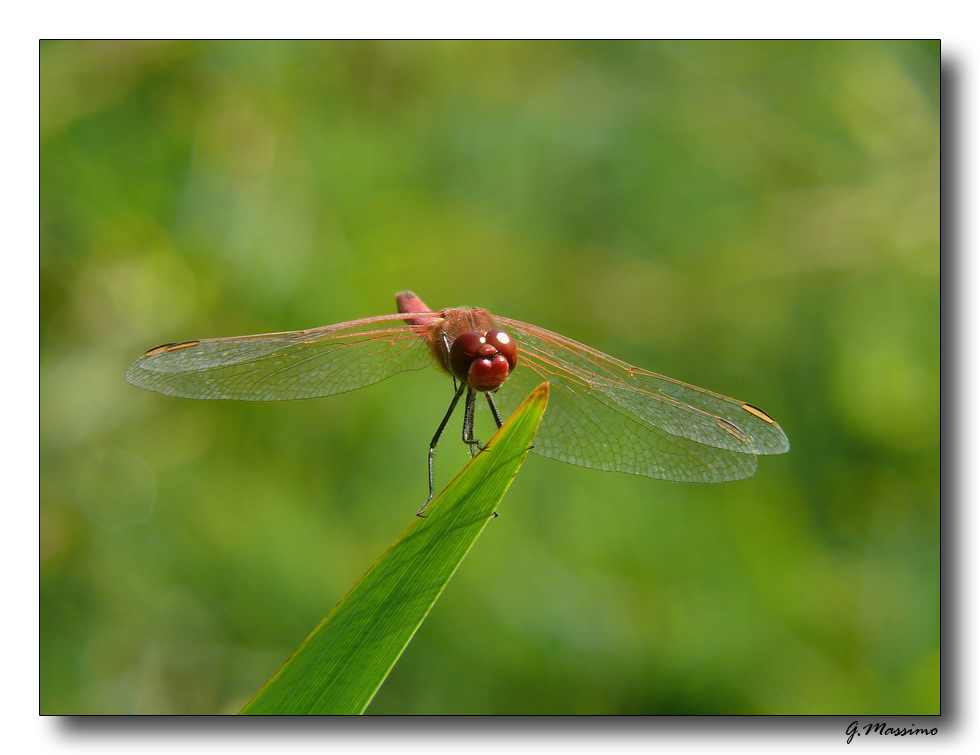 Red Dragonfly