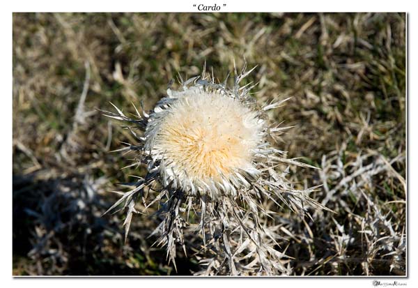 Cardo