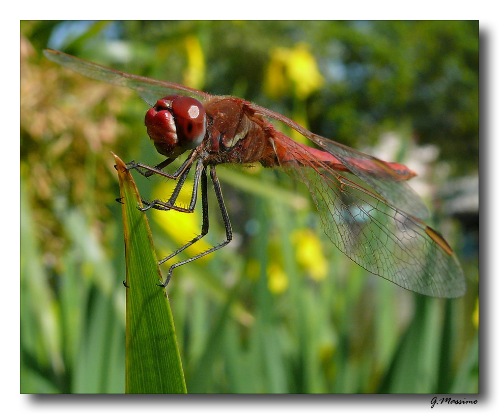 Libellula rossa 3