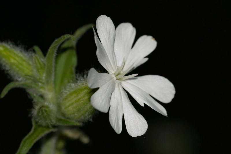 fiore