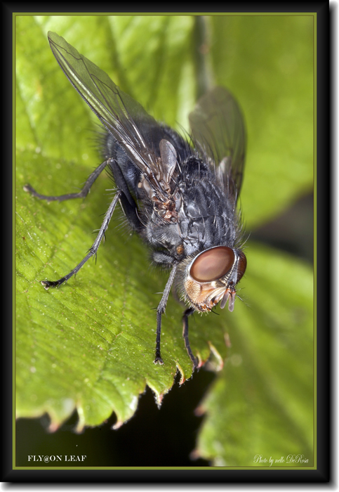 "Fly@on Leaf"