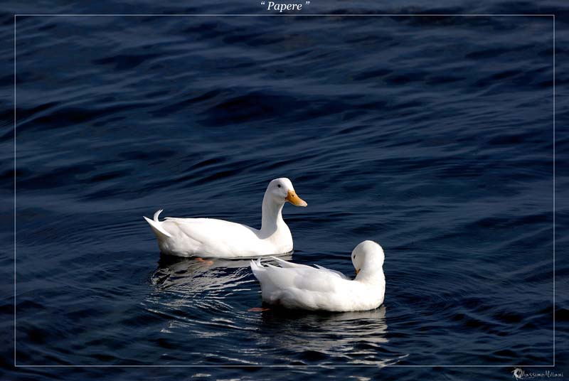 Papere