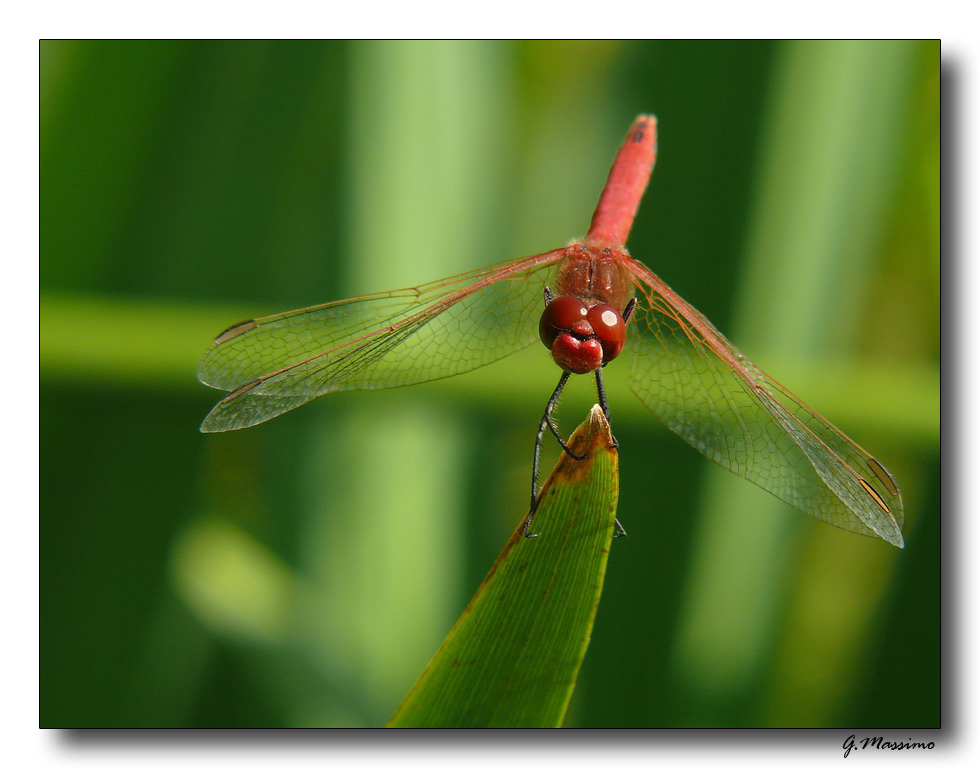 libellula rossa 12