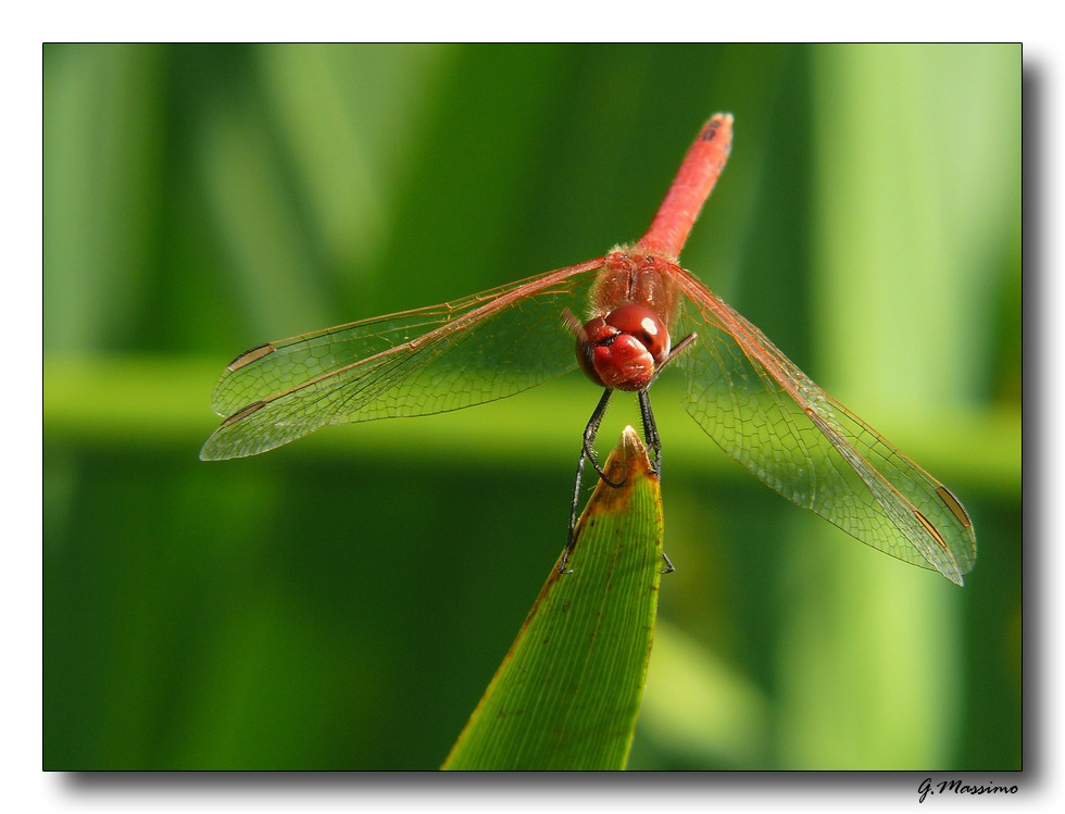 libellula rossa 13