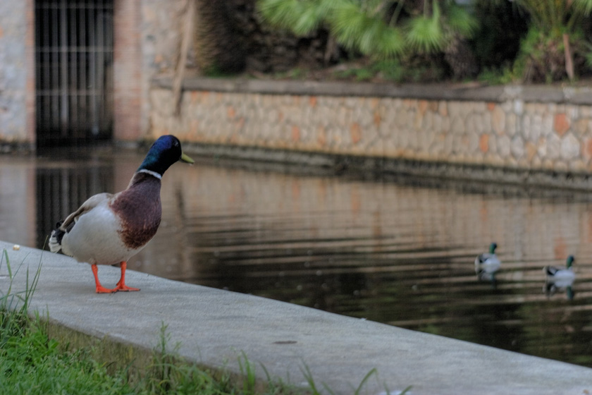 Un oca all'improvviso