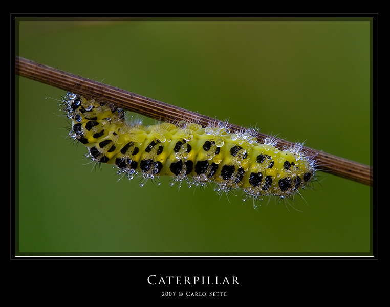 Caterpillar