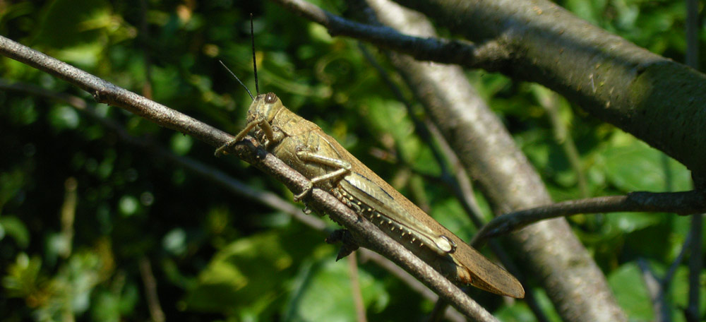 Riposino pomeridiano (2)