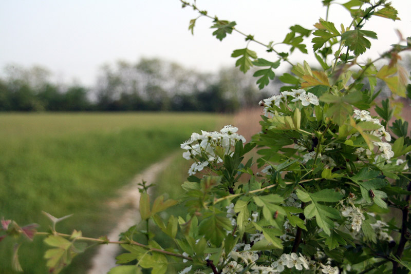 Primavera alle Foppe