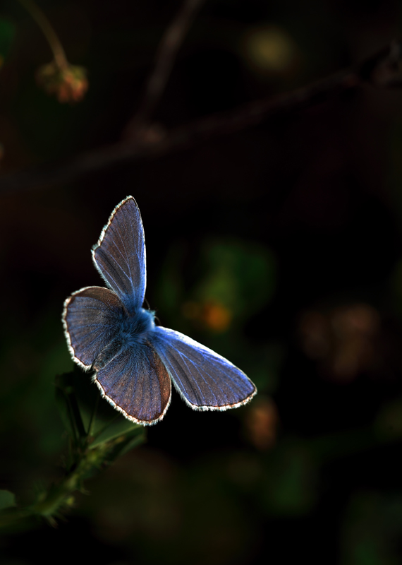 Scusate le spalle...