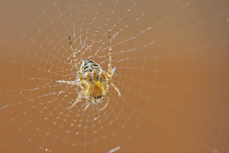 ragnetto in controluce