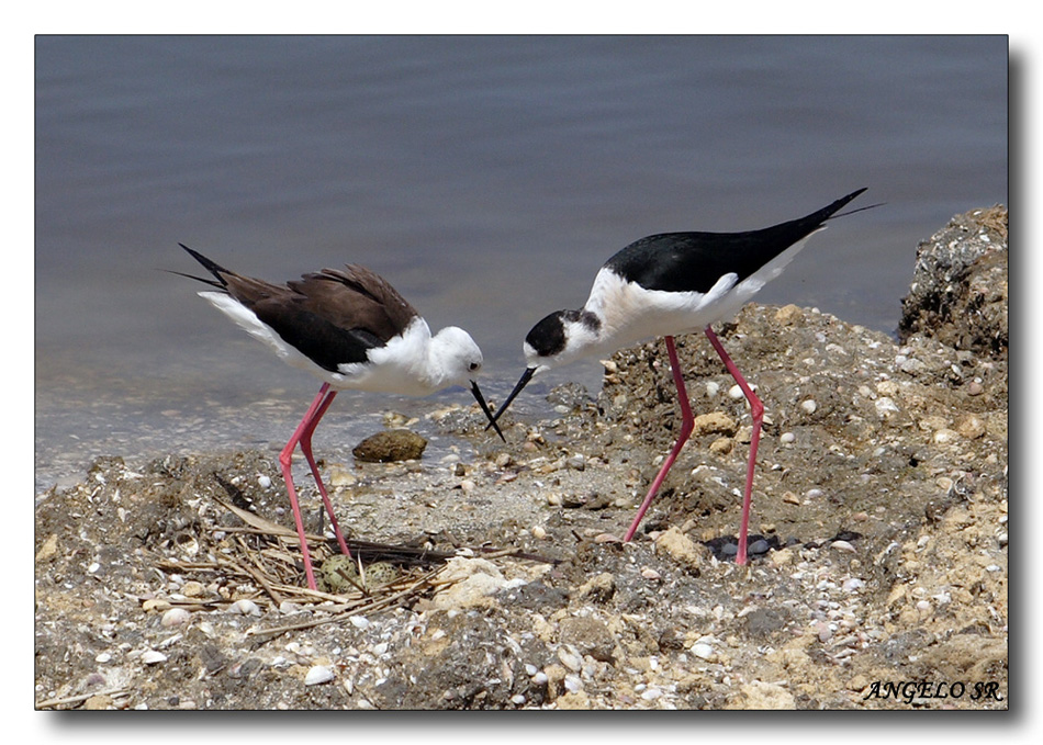 Cavaliere d'Italia in attesa della schiusa....