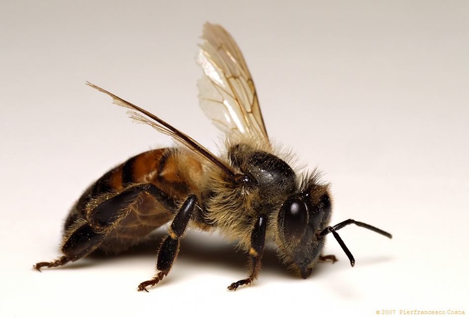 Apis mellifera