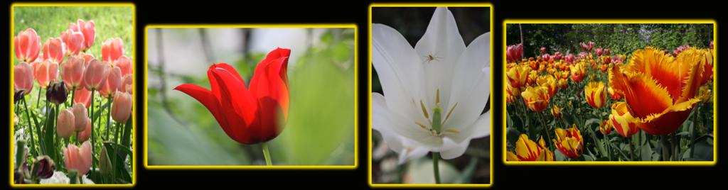 COMPOSIZIONE DI FIORI