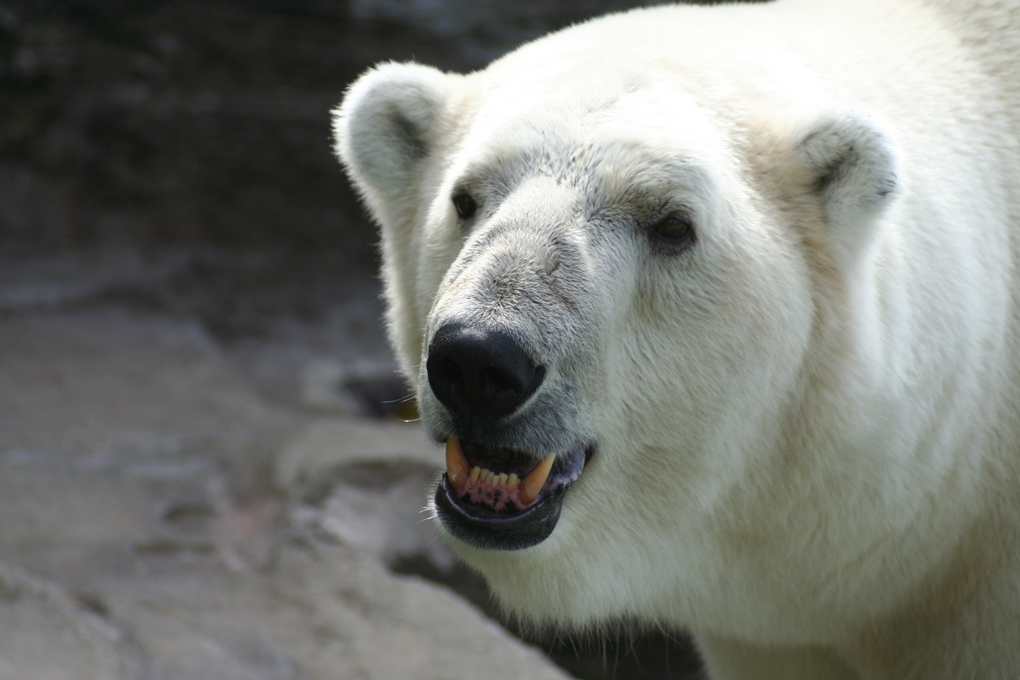 Orso bianco