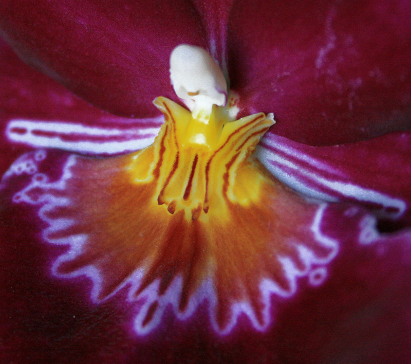 ...orchidea