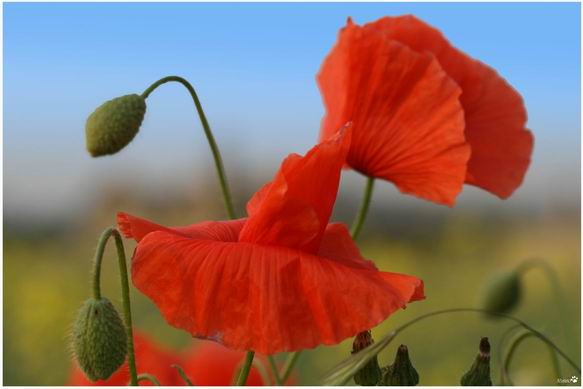 Papaveri(senza papere)