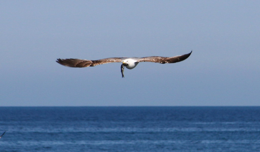 Gabbiano con la sua preda