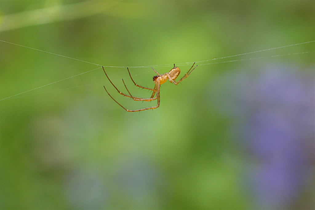 Trapezista con....rete