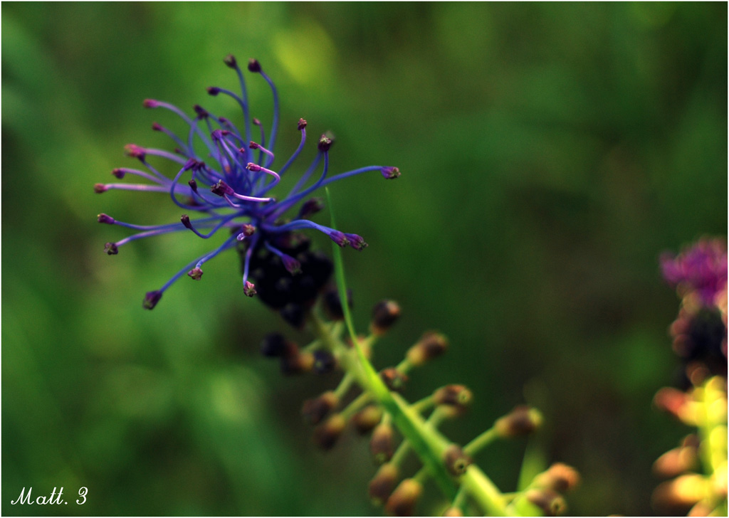 Fiore?