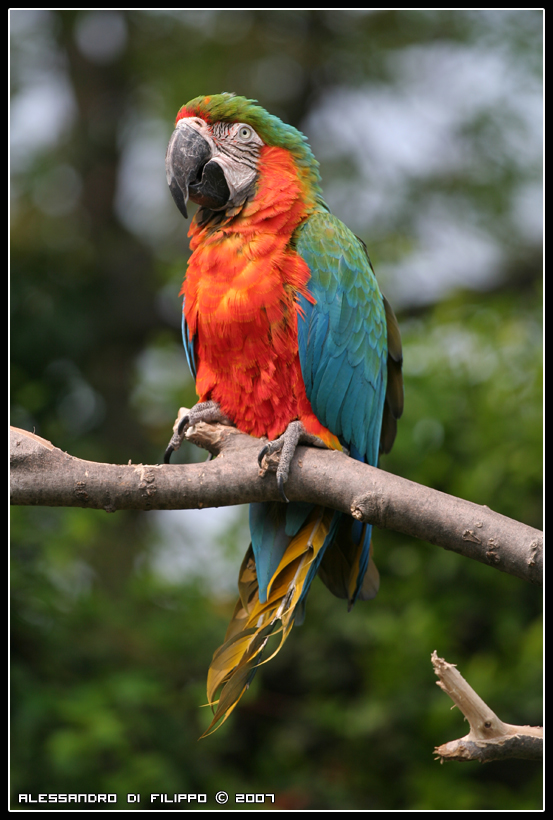 Pappagallo