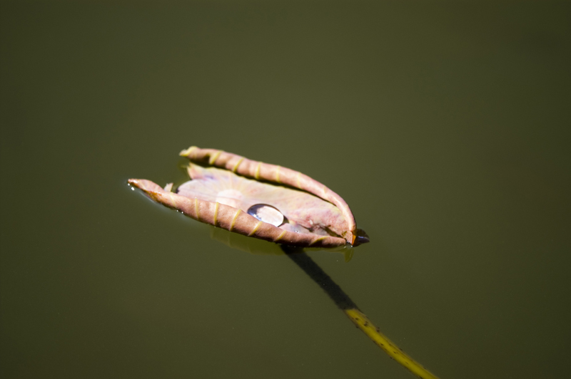 canotto all'ancora con perla d'acqua