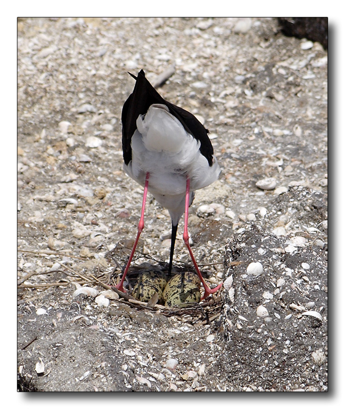 uno,due,tre e quattro UOVA....