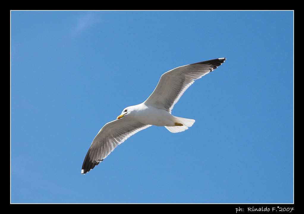 semplicemente un gabbiano