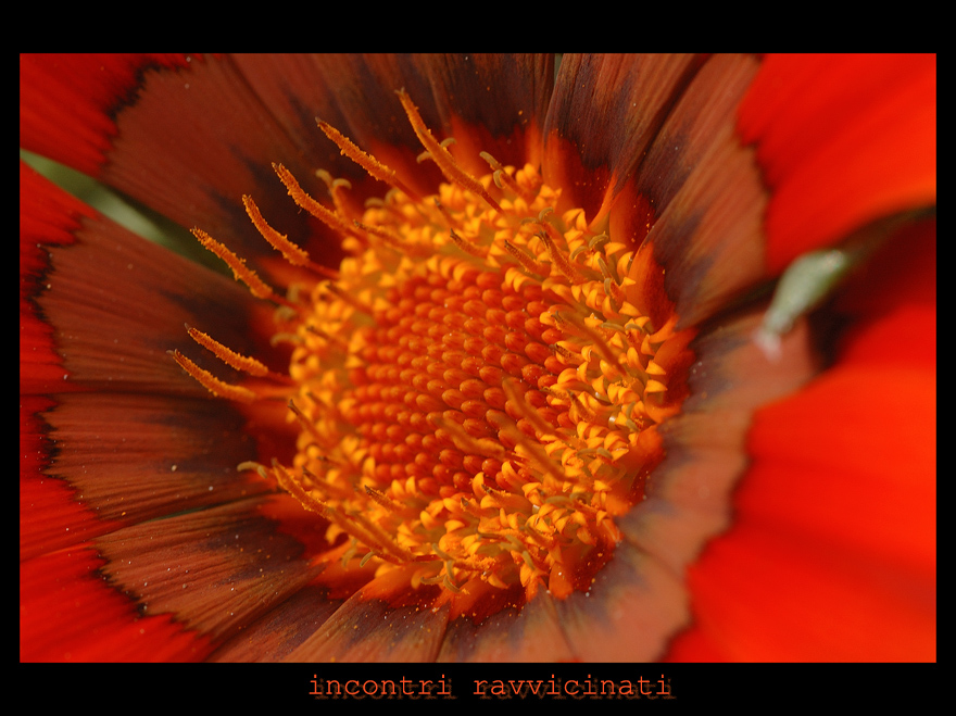 incontri ravvicinati