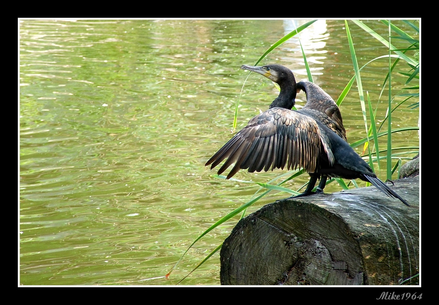 Cormorano allo zoo di Napoli
