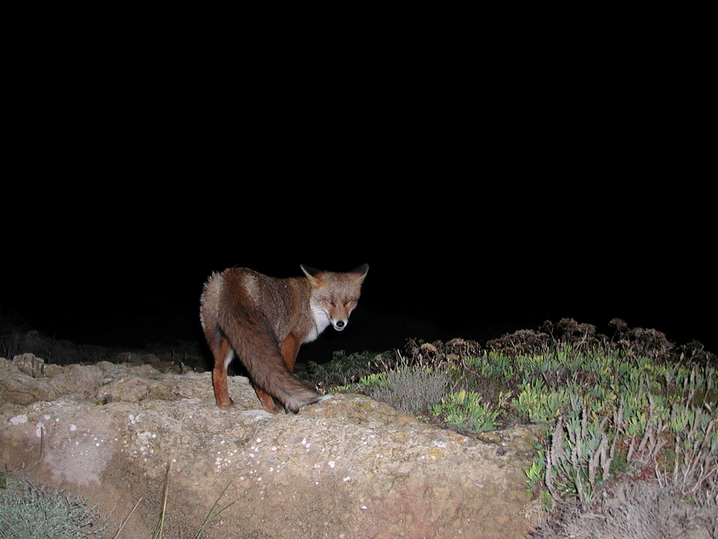 Sono quasi un lupo!!