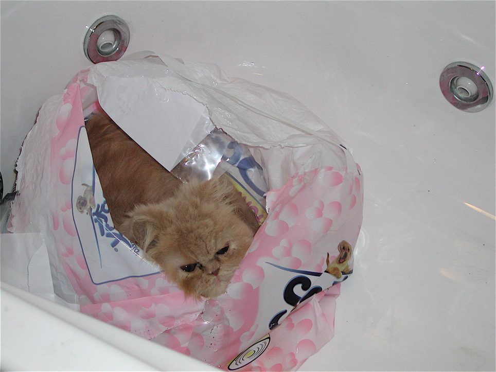 Non c'� pi� la carta!!