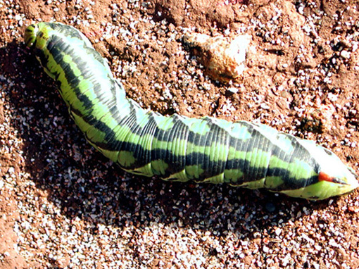 Bruco da combattimento