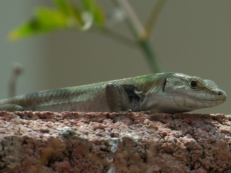 Lucertola in posa