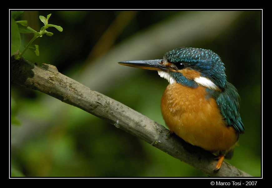 Alcedo atthis
