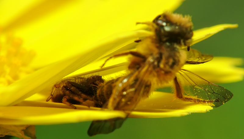 un predatore nascosto imbattibile!!!!