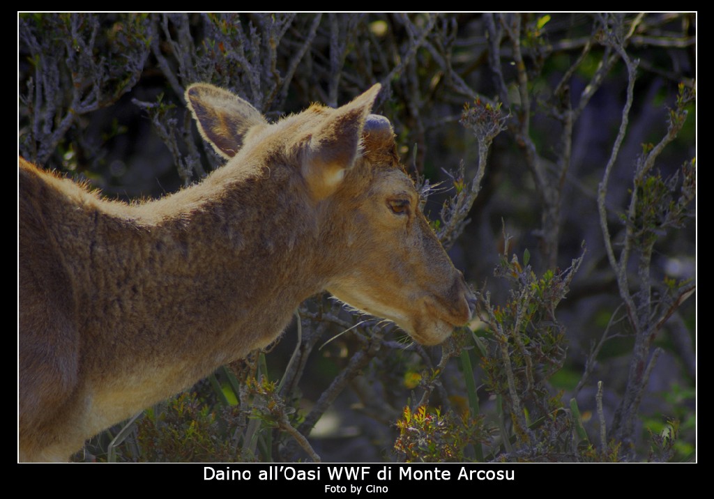 Daino all'Oasi WWF